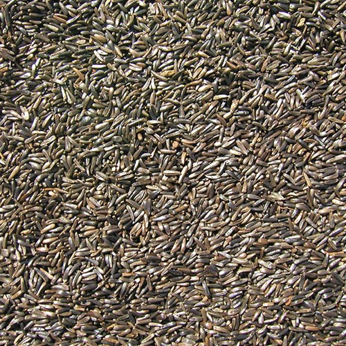 Cole's Niger Thistle Seed - Image 3