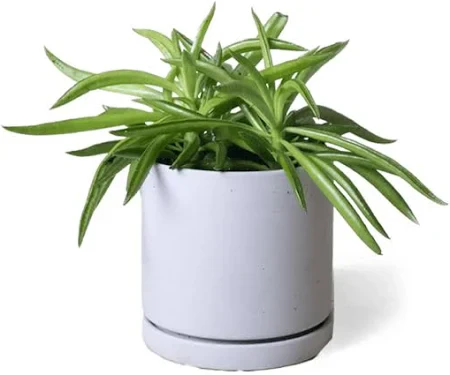 Dojo Pot and Saucer - 3.5 in - Image 8