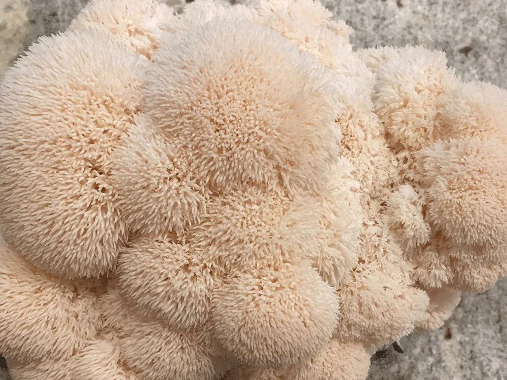 Lion's Mane Mushroom Log - Image 3