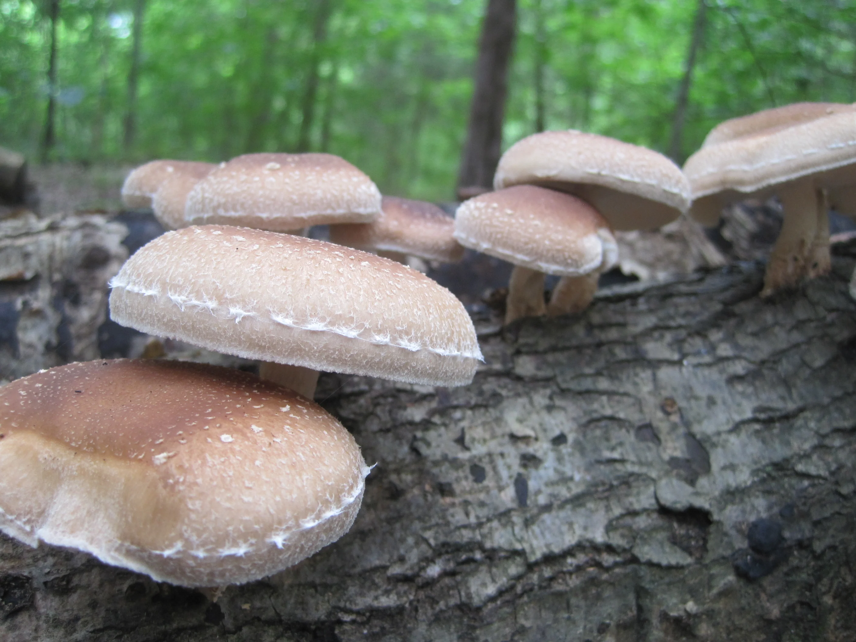 Shiitake Mushroom Log - Image 4